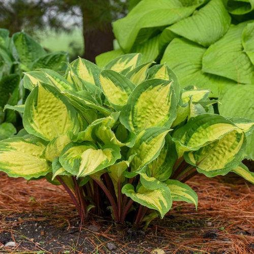 Hosta - Island Breeze Hosta