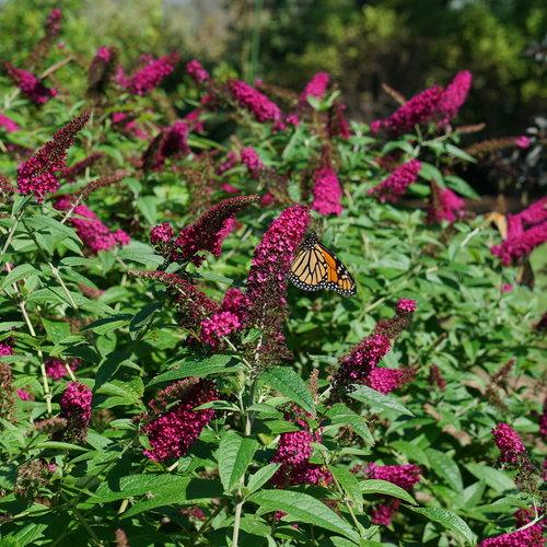 Buddleia - Miss Molly Butterfly Bush