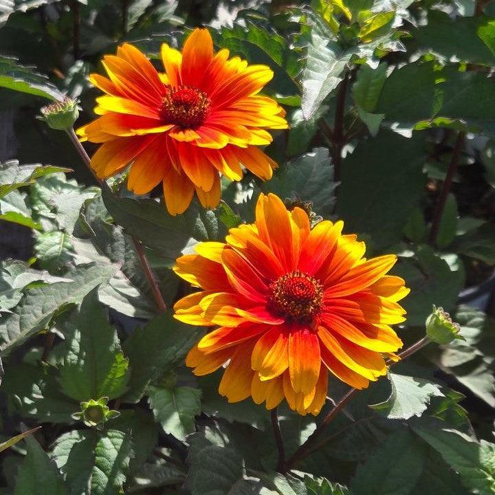 Heliopsis helianthoides - Forged In Fire False Sunflower