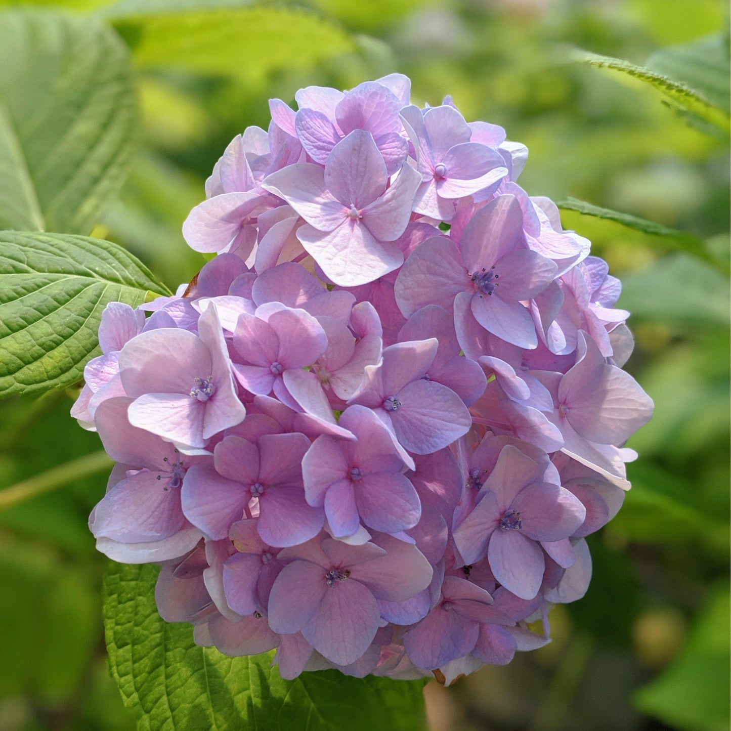 Hydrangea macrophylla - Nikko Blue Hydrangea