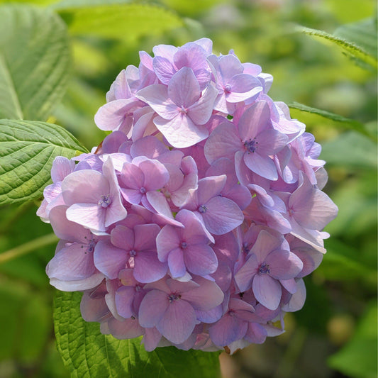 Hydrangea macrophylla - Nikko Blue Hydrangea