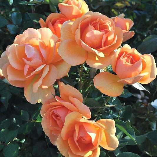 Rosa - Sunbelt® South Africa® Rose