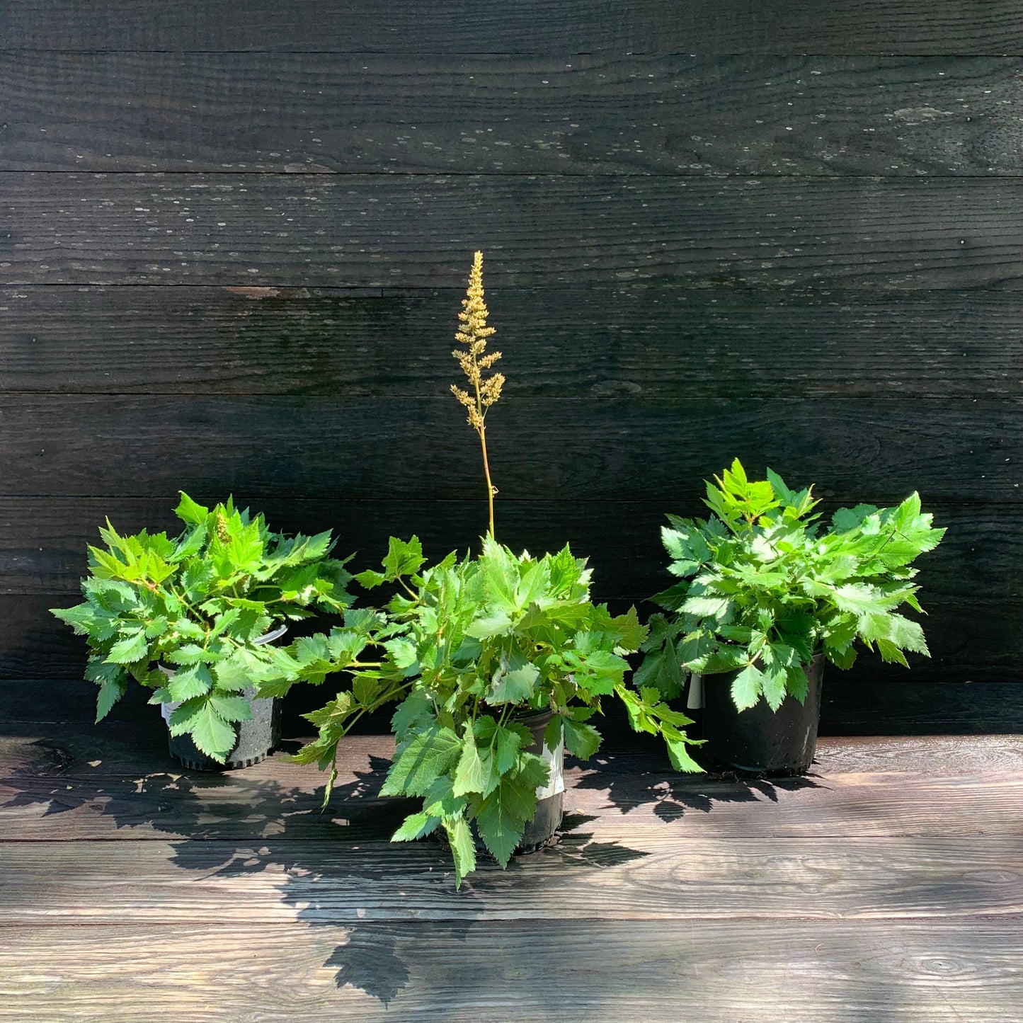 Astilbe chinensis - Visions Chinese Astilbe, False Goat's Beard