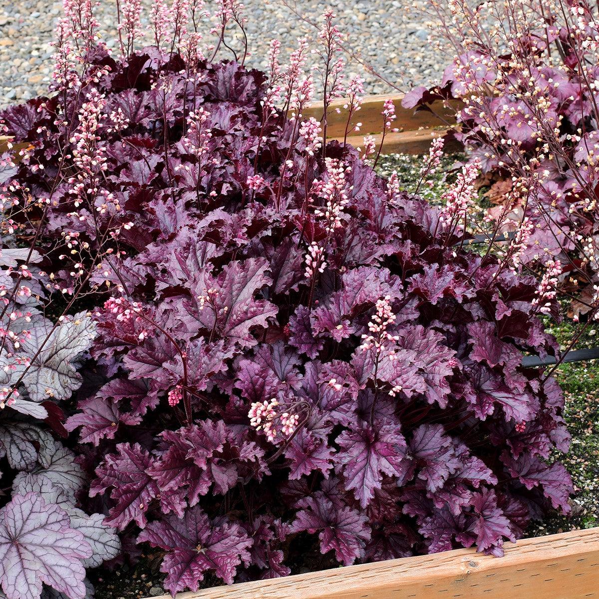 Heuchera x - Forever® Purple Coral Bells
