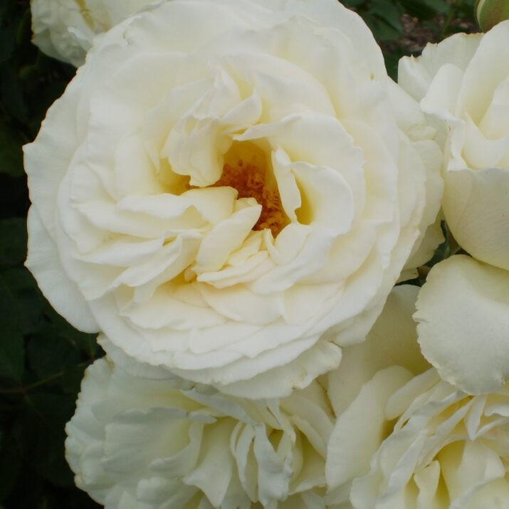 Rosa - First Editions® The Finest™ Rose