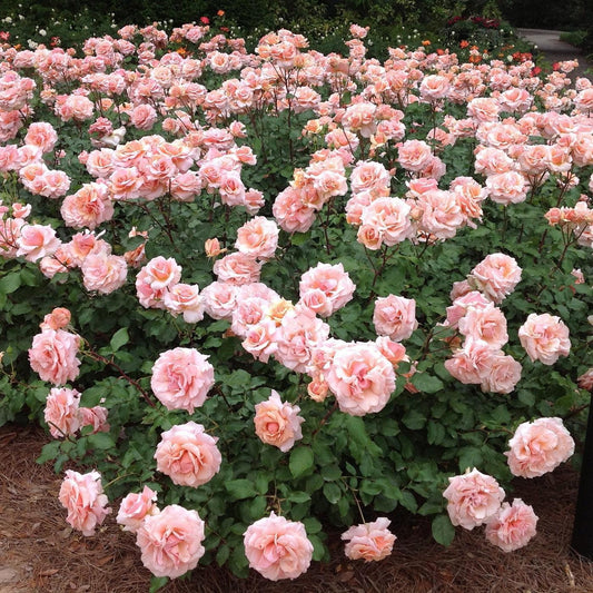 Rosa - Mother of Pearl® Rose
