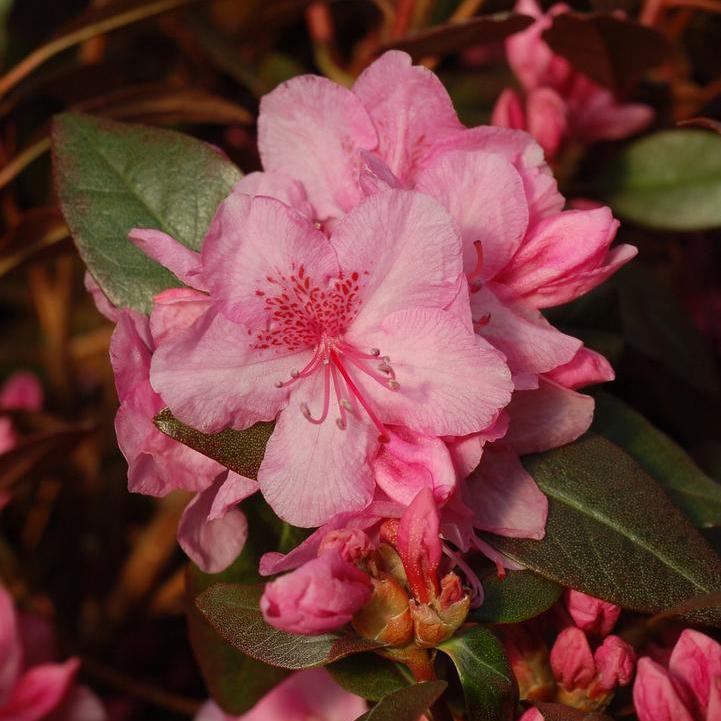 Rhododendron  - Aglo