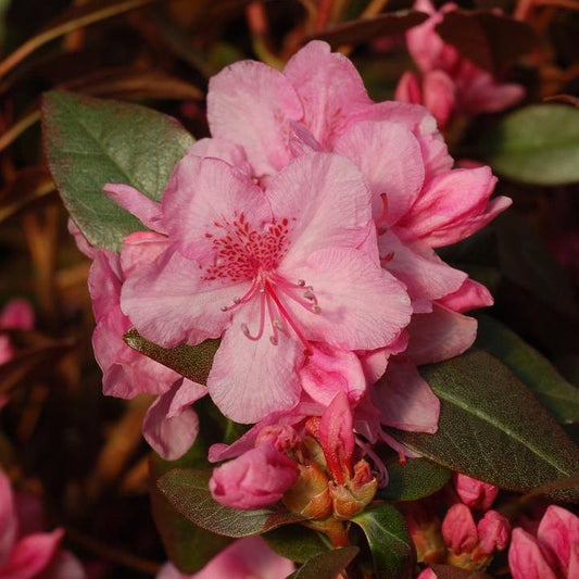 Rhododendron  - Aglo