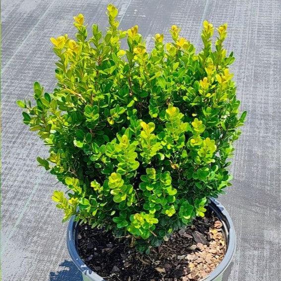 Buxus ‘SB300’  - NewGen™ Freedom® Boxwood