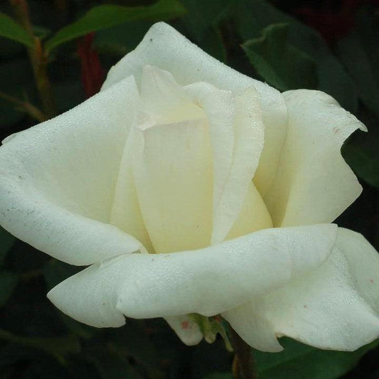 Rosa  - Honor™ Rose