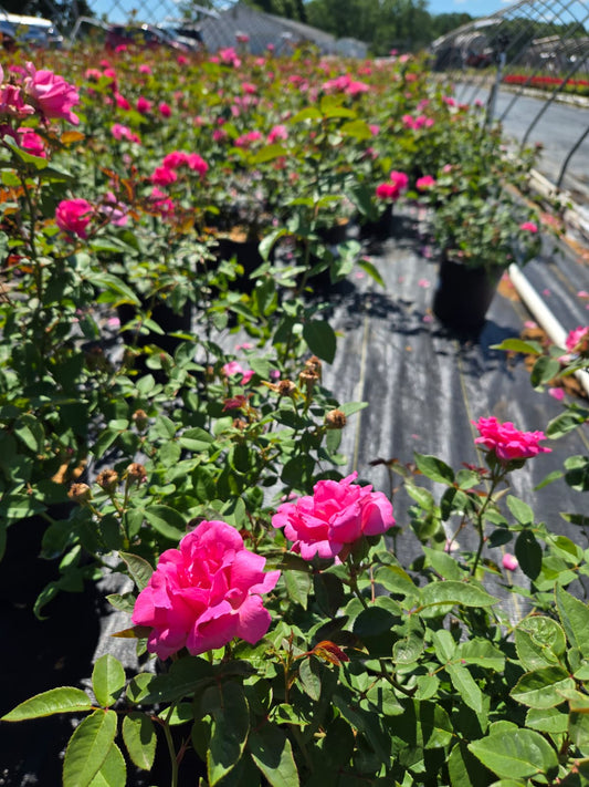 Rosa 'Zéphirine Drouhin'  - Zéphirine Drouhin Rose