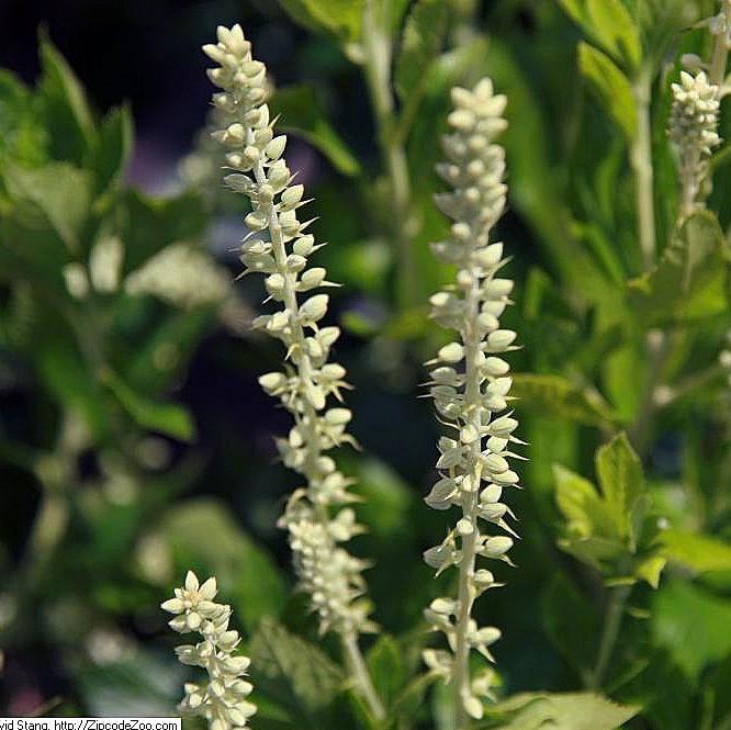 Clethra alnifolia - Sixteen Candles Summersweet