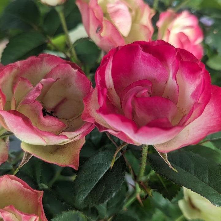 Rosa - Enchanted Meadow™ Rose