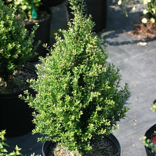 Ilex crenata - Patti O Box® Japanese Holly