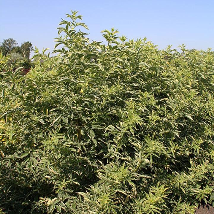 Sambucus nigra - Instant Karma™ Elderberry