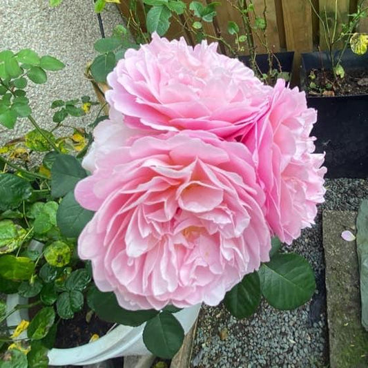 Rosa - Eustacia Vye Rose