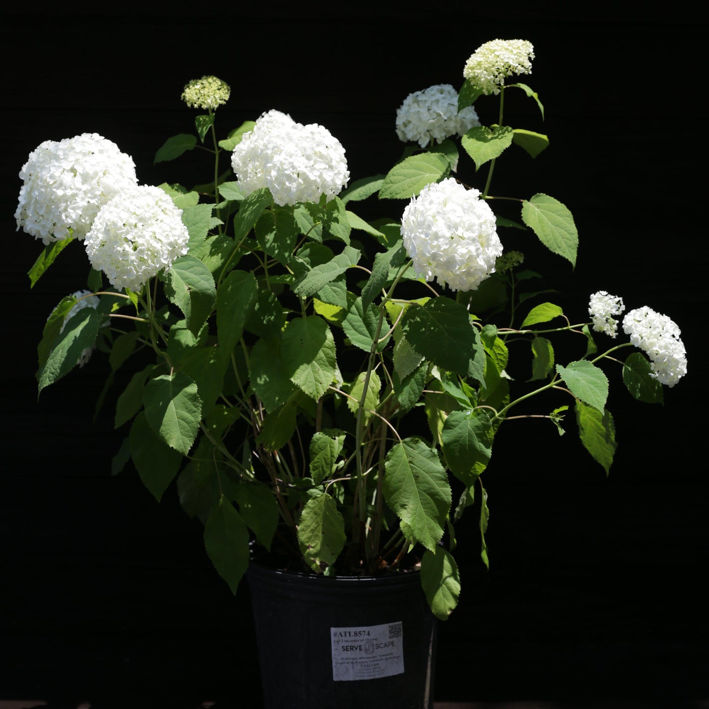 Hydrangea arborescens - Mophead Hydrangea, Annabelle Hydrangea