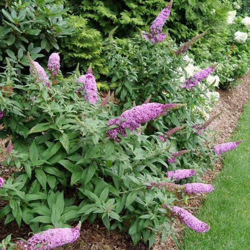 Buddleia davidii - Pugster Pinker® Dwarf Butterfly Bush