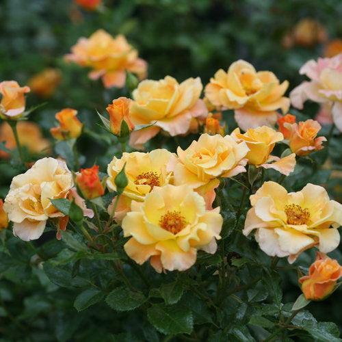 Rosa x - Oso Easy® Suñorita® Rose
