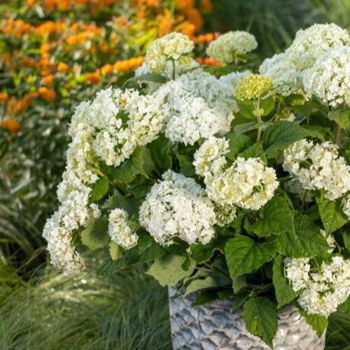 Hydrangea arborescens - First Editions® FlowerFull™ Smooth Hydrangea