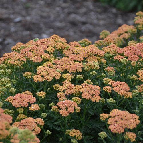 Achillea ’Firefly - PW® Firefly Peach Sky Yarrow