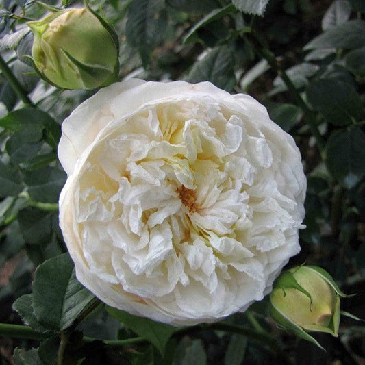Rosa - Claire Austin Rose