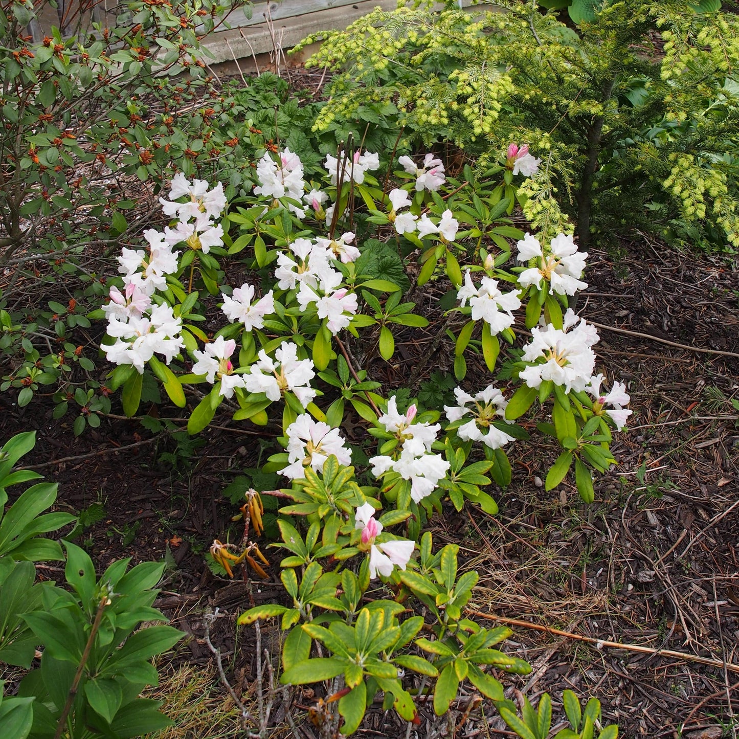 Rhododendron yakushimanum 'Yaku Princess'
