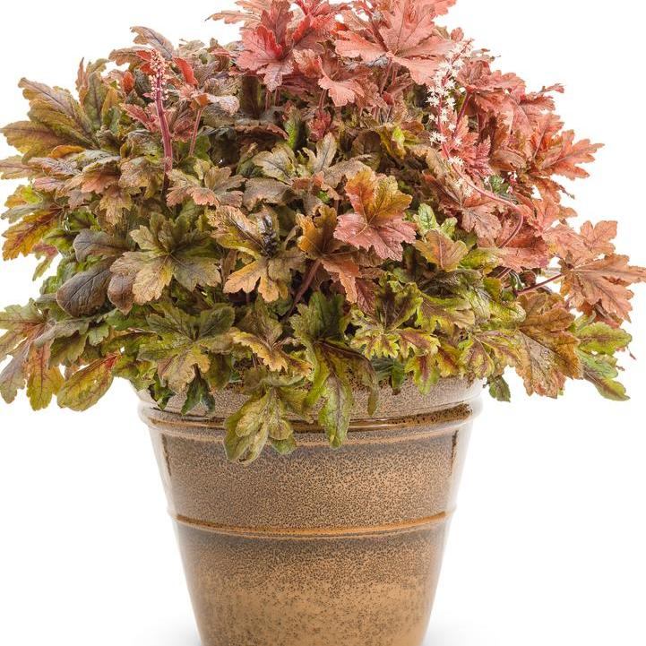 Heuchera - PW® Fun and Games® Hopscotch Coral Bells