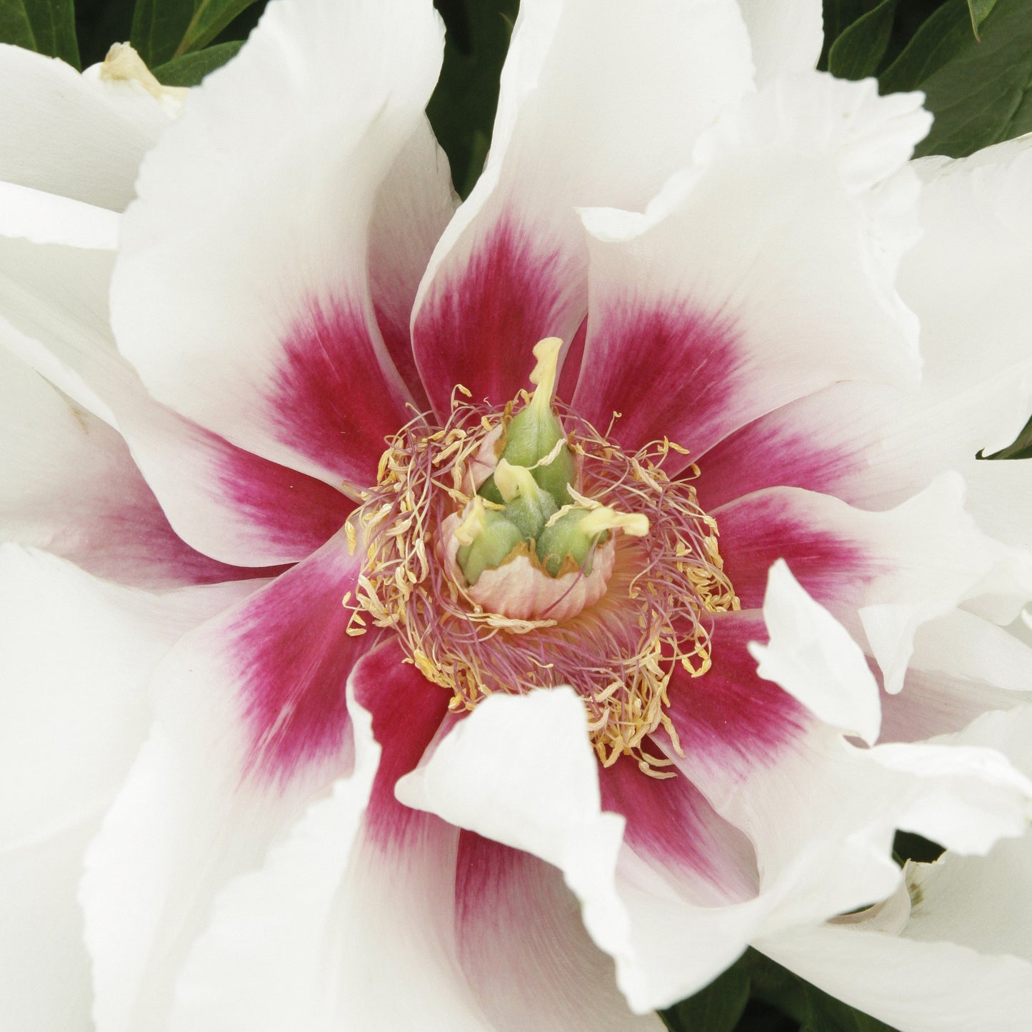 Paeonia - Cora Louise Itoh Peony
