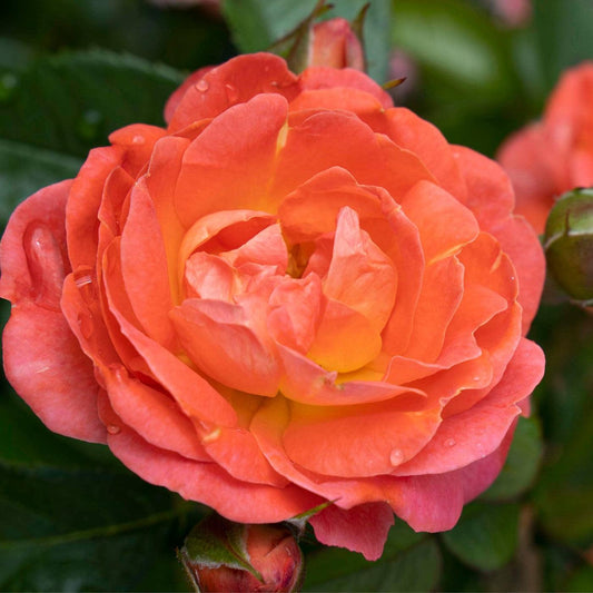 Rosa - Orange Glow™ Knock Out® Rose