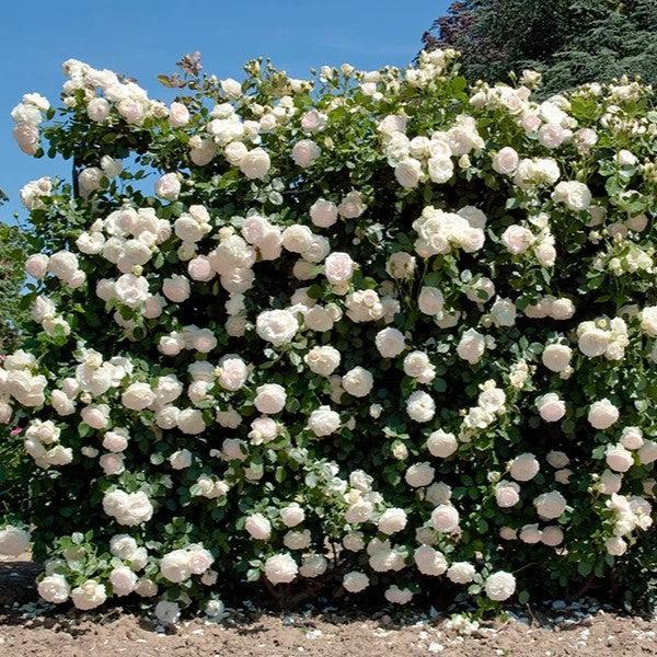 Rosa - Eden Climber® White Rose