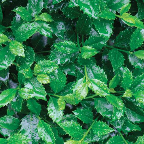 Ilex x meserveae - Castle Spire® Blue Holly