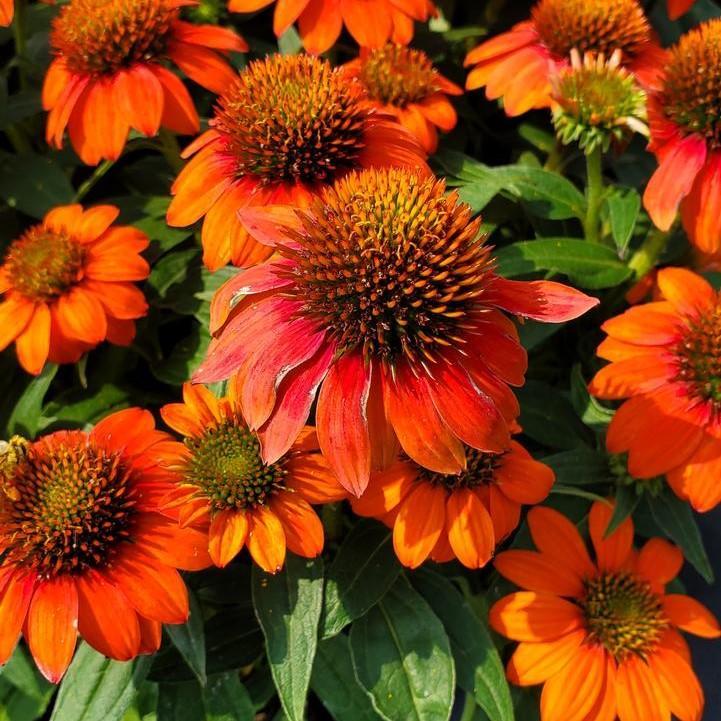 Echinacea - Sombrero® Fiesta Orange Coneflower